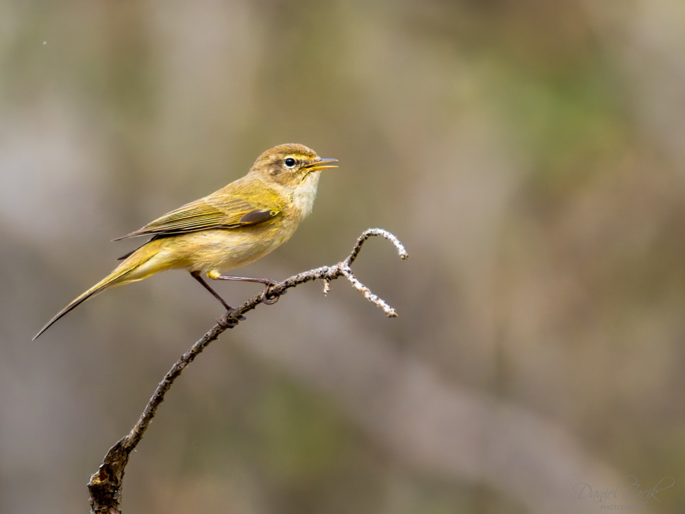 Kolibiarik čipčavý