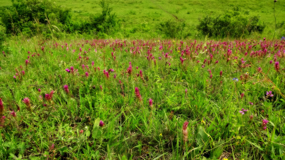 Lúka