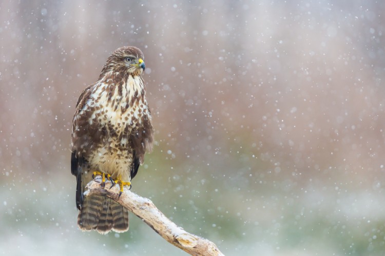 myšiak hôrny, The common buzzard (Buteo buteo)