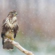 myšiak hôrny, The common buzzard (Buteo buteo)