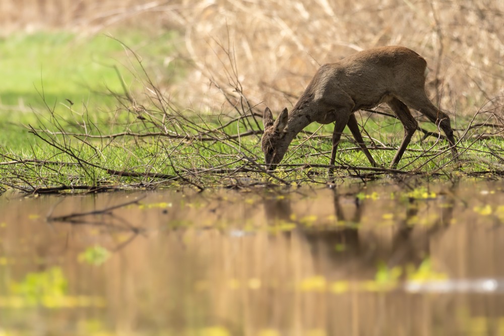 srna lesná, The roe deer, (Capreolus capreolus)