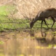 srna lesná, The roe deer, (Capreolus capreolus)