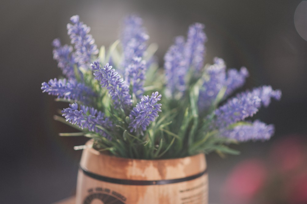 Levandula