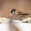 Vrabčák na snehu