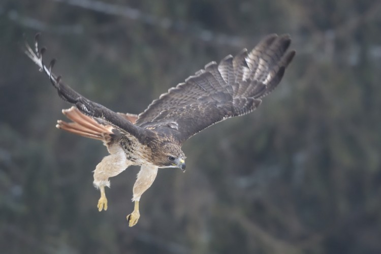 Buteo jamaicensis