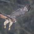 Buteo jamaicensis