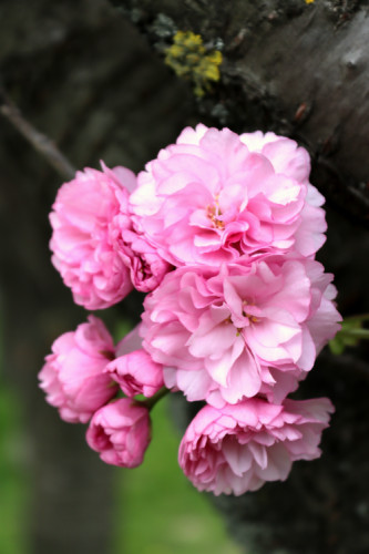 Kvitnúca SAKURA
