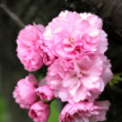 Kvitnúca SAKURA