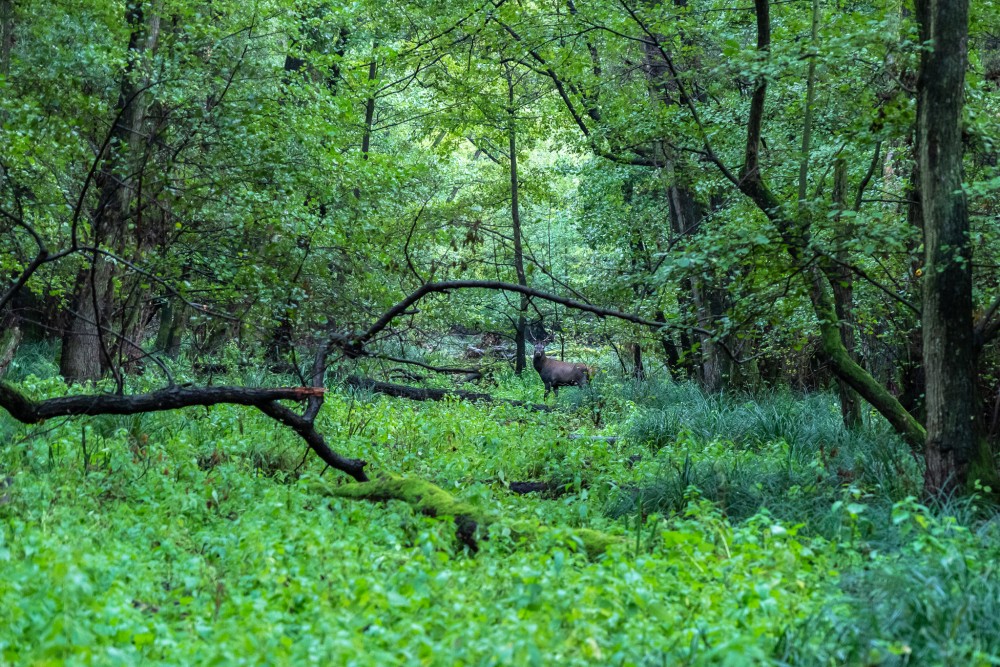 Jeleň lesný, The red deer (Cervus elaphus)