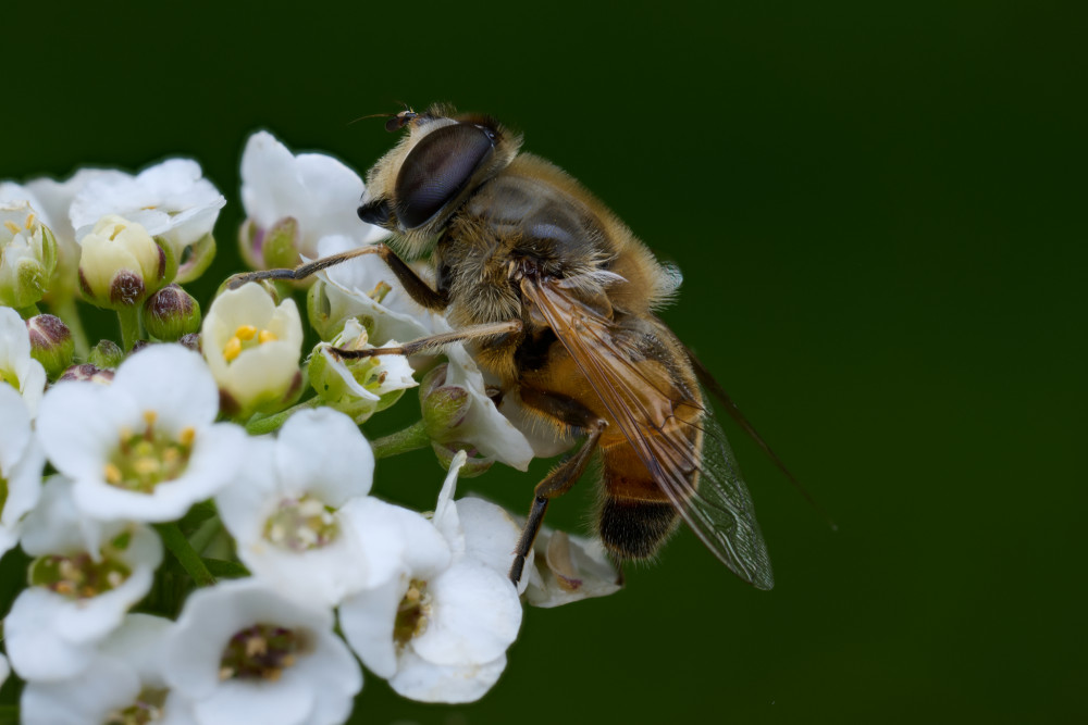 Makro foto