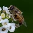 Makro foto