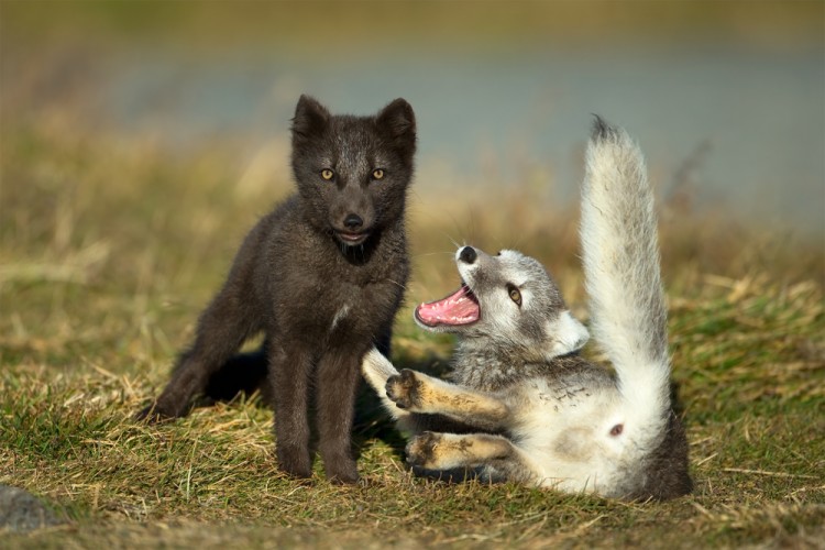 Vulpes lagopus (líška polárna)