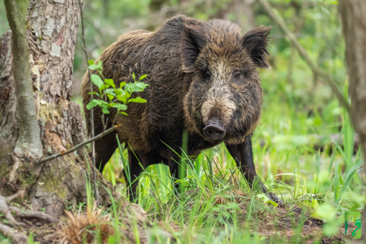 diviak lesný, The wild boar (Sus scrofa)