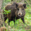 diviak lesný, The wild boar (Sus scrofa)
