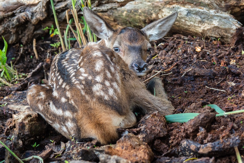 Jeleň lesný (Cervus elaphus)