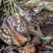 Jeleň lesný (Cervus elaphus)