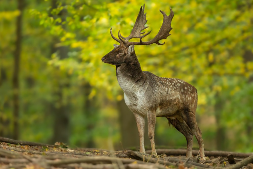 Daniel škvrnitý, The fallow deer (Dama dama)