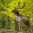 Daniel škvrnitý, The fallow deer (Dama dama)