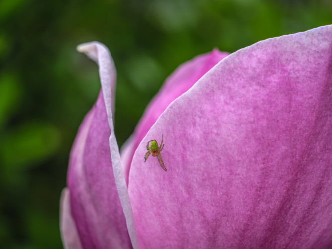 pavúčik na magnólii