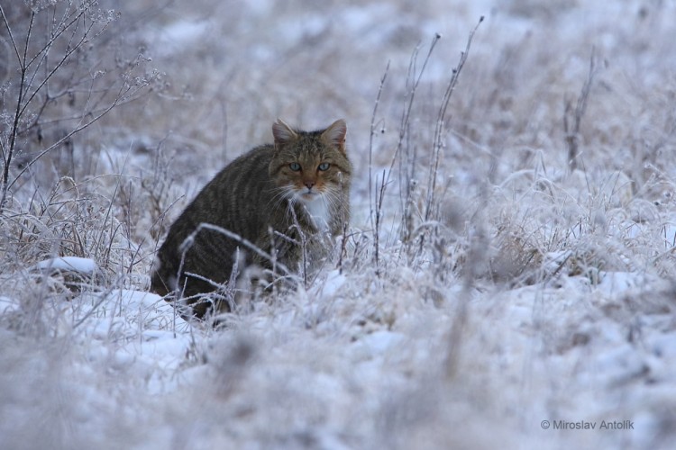 Mačka divá (Felis silvestris)