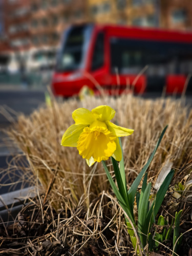 Do mesta prichádza jar...