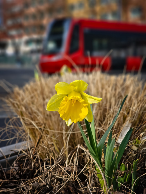 Do mesta prichádza jar...