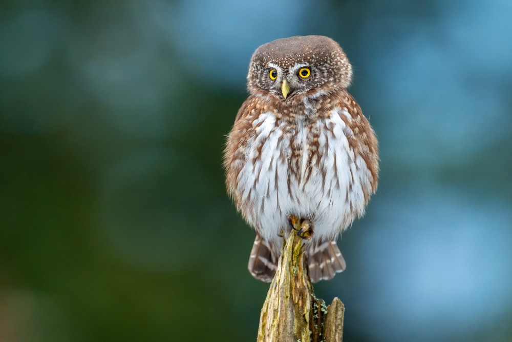 Glaucidium passerinum