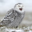 Bubo scandiacus