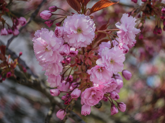 Japonská čerešňa sakura (Prunus serrulata)
