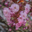 Japonská čerešňa sakura (Prunus serrulata)