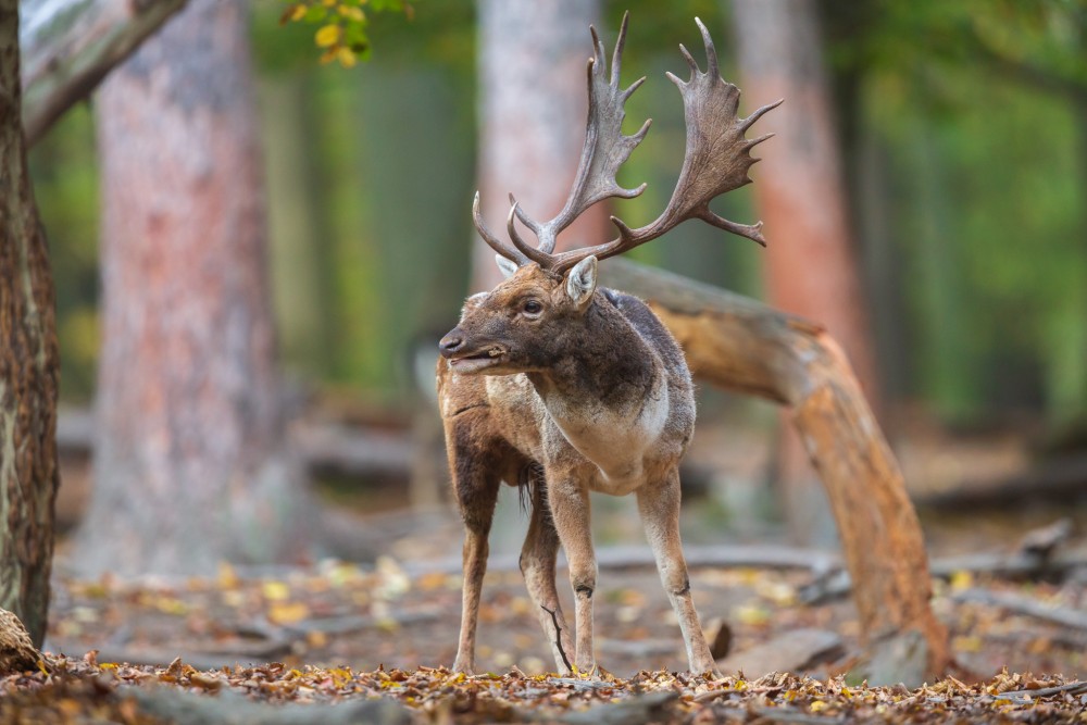 Daniel škvrnitý, Fallow deer (Dama dama)