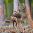 Daniel škvrnitý, Fallow deer (Dama dama)