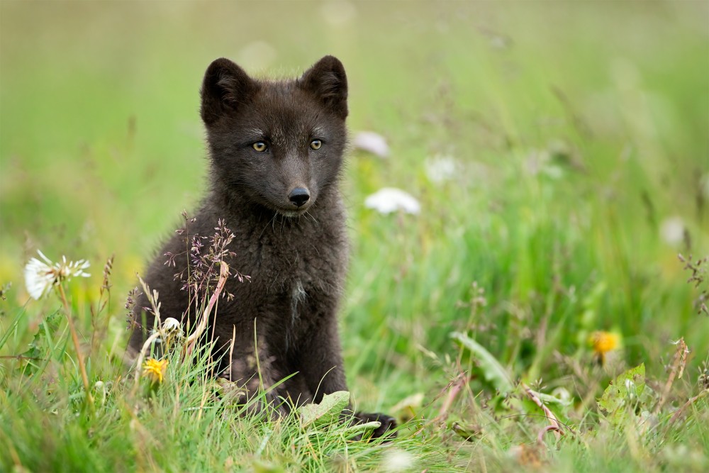 Vulpes lagopus (líška polárna)