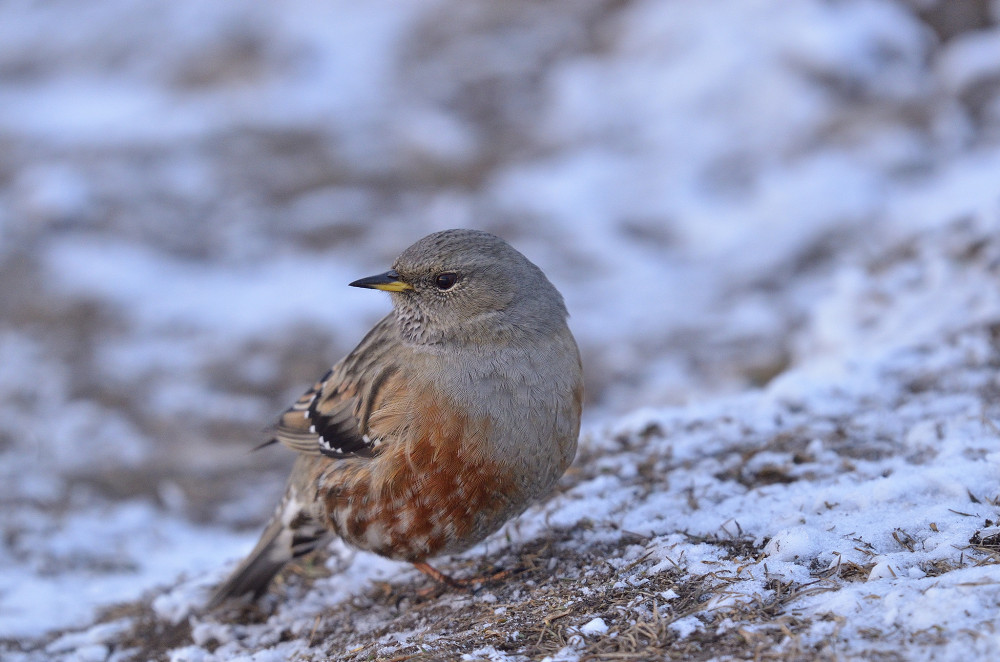 Vrchárka červenkavá