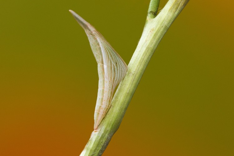 Anthocharis cardamines - kukla