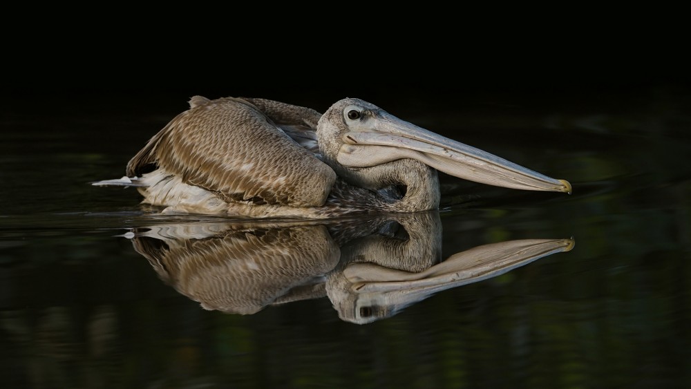 Pelikán ružový (Gambia)