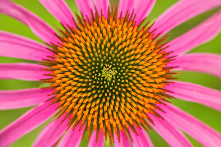 Echinacea