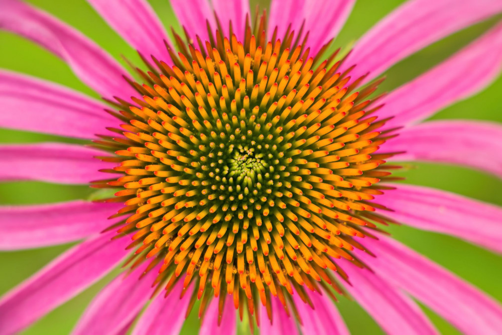 Echinacea