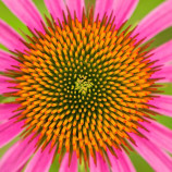 Echinacea