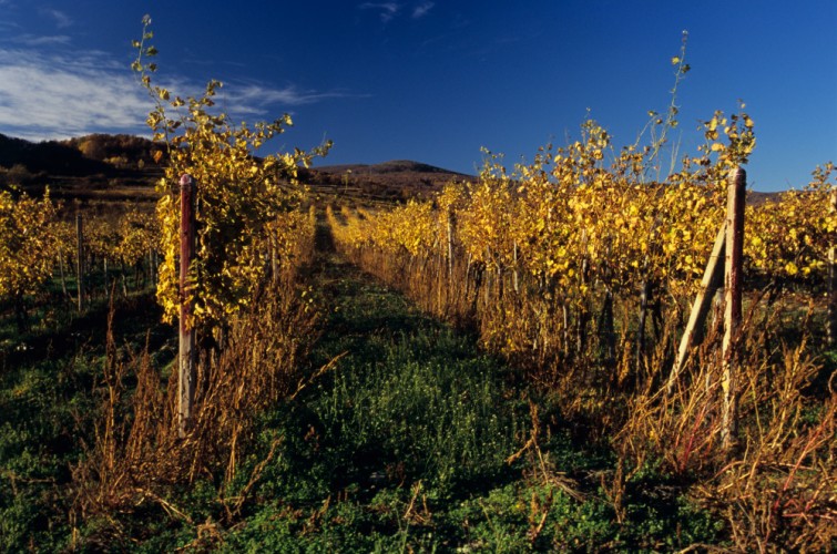 Jesenné vinohrady v Modre