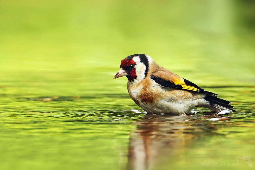 Stehlík obecný (Carduelis carduelis)