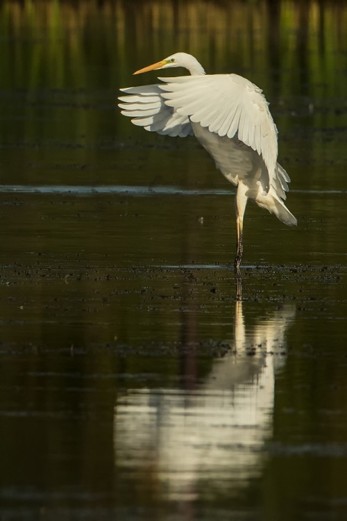 Volavka bílá (Ardea alba)