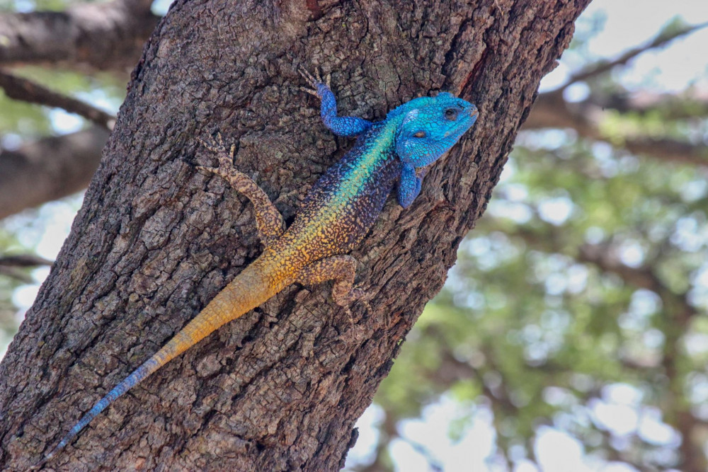 Southern Tree Agama