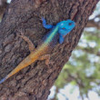 Southern Tree Agama