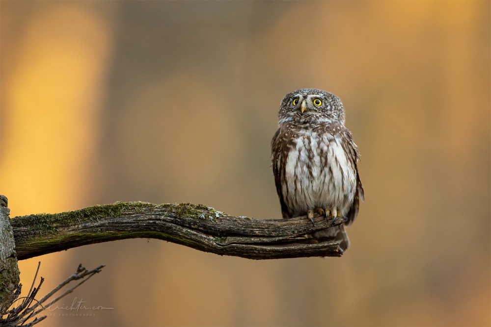 Glaucidium passerinum (kuvičko vrabčí)