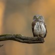 Glaucidium passerinum (kuvičko vrabčí)