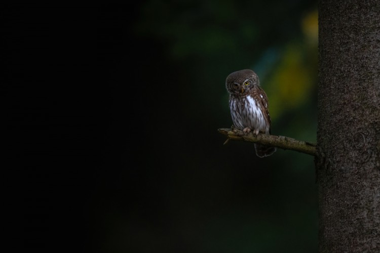 Glaucidium passerinum