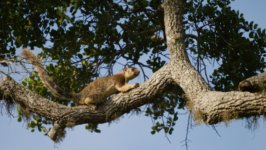 Ratufa černoprstá - obria veverička, NP Yala, Srí Lanka