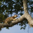 Ratufa černoprstá - obria veverička, NP Yala, Srí Lanka