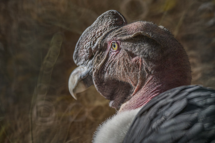 Kondor veľký (Vultur gryphus)
